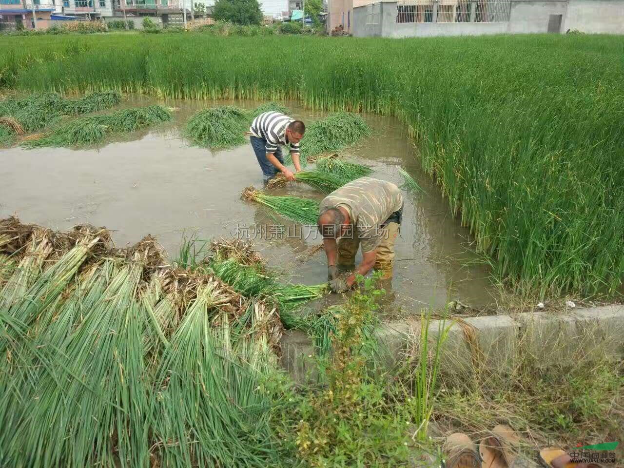 浙江香蒲最新報(bào)價(jià)/香蒲圖片