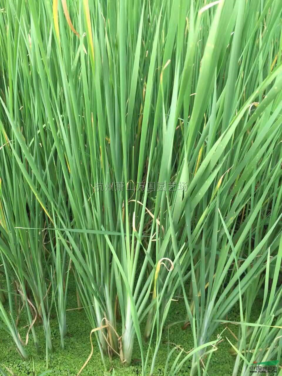 浙江香蒲2介紹