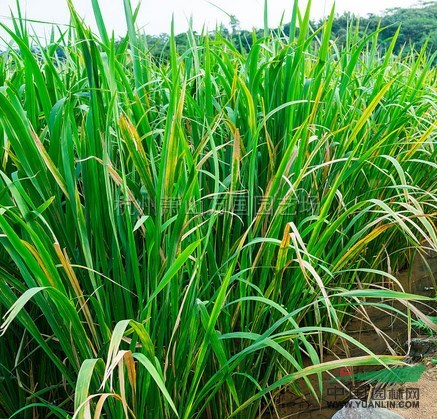 浙江野茭白信息