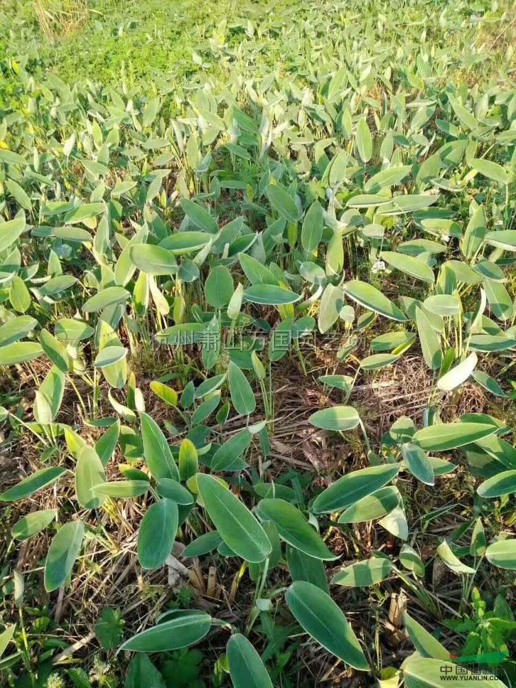 浙江再力花2介紹