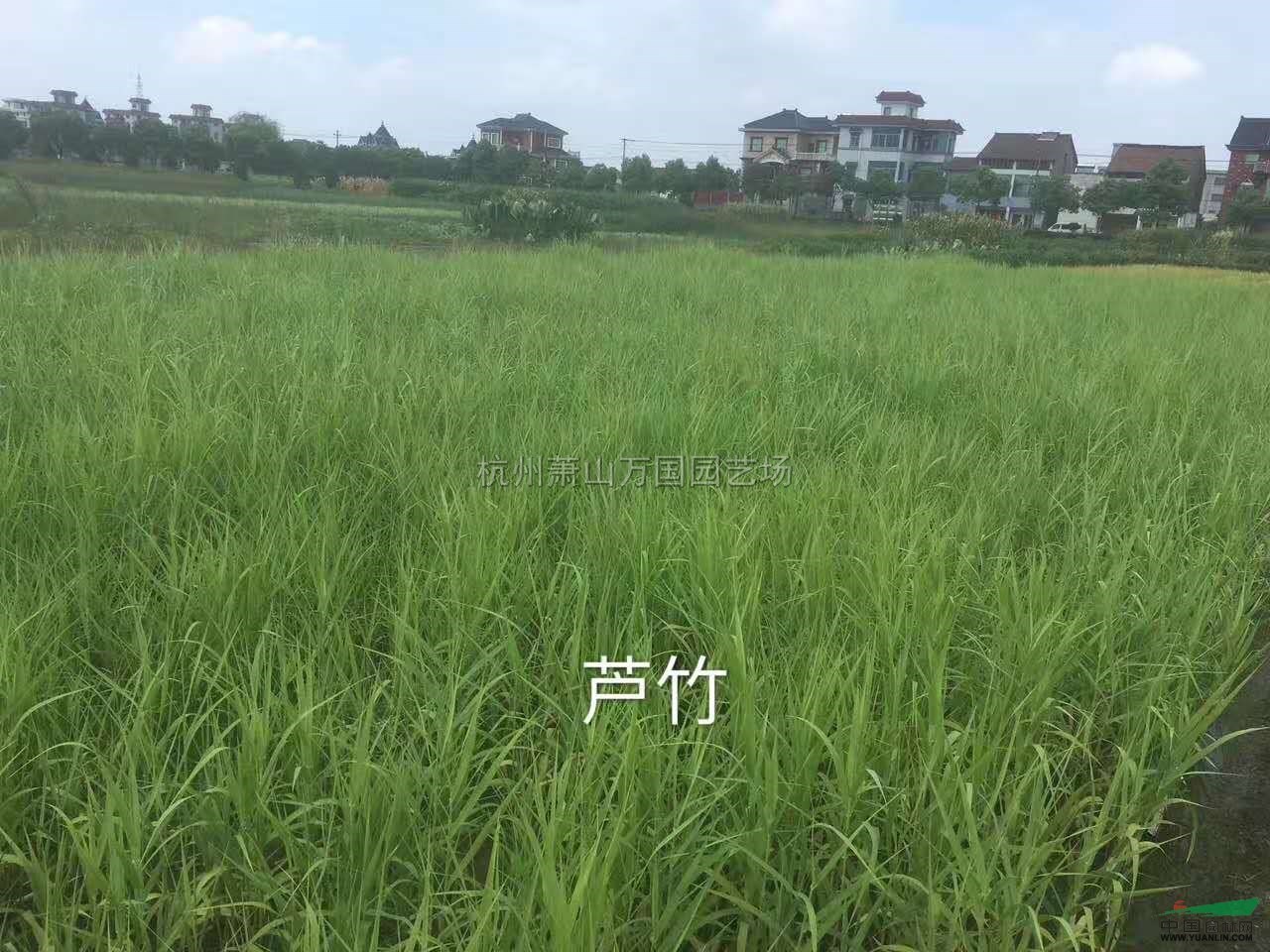 浙江蘆竹