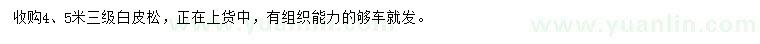 求購4、5米白皮松