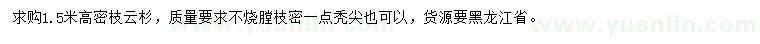 求購高1.5米云杉