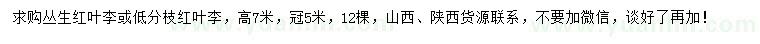 求購叢生紅葉李或低分枝紅葉李