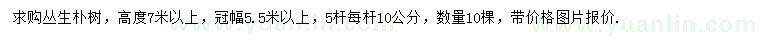 求購高7米以上叢生樸樹