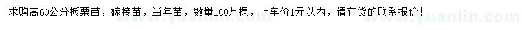 求購高60公分板栗苗