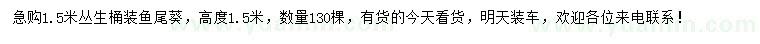 求購高1.5米魚尾葵