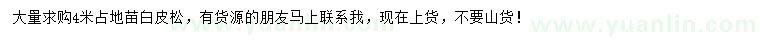 求購(gòu)4米白皮松