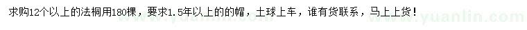 求購12公分以上法桐
