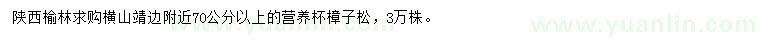 求購70公分以上樟子松