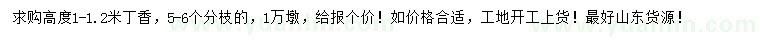 求購高1-1.2米丁香