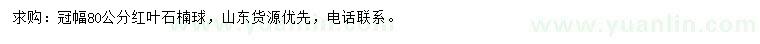 求購冠幅80公分紅葉石楠球