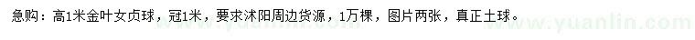 求購高1米金葉女貞球