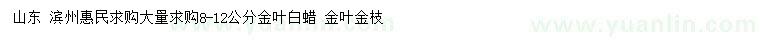 求購8-12公分金葉白蠟、金葉槐