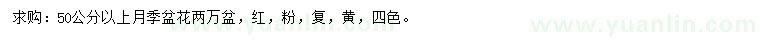 求購(gòu)50公分以上月季盆花