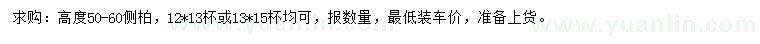 求購高50-60公分側柏