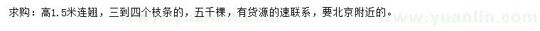 求購(gòu)高1.5米連翹