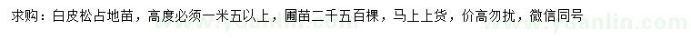 求購高1.5米以上白皮松