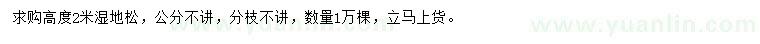 求購高2米濕地松