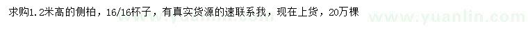 求購高1.2米側(cè)柏