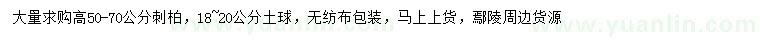 求購(gòu)高50-70公分刺柏