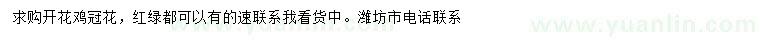 求購雞冠花
