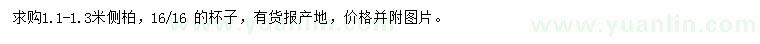 求購(gòu)1.1-1.3米側(cè)柏