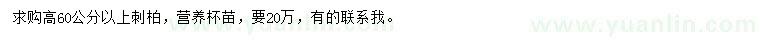 求購高60公分以上刺柏