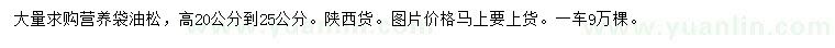 求購高20-25公分油松