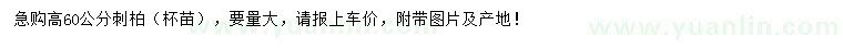 求購高60公分刺柏