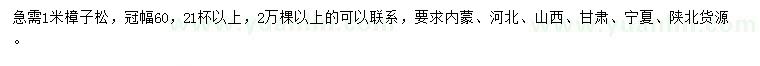 求購1米樟子松