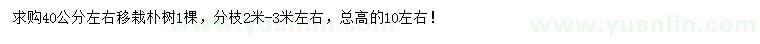 求購(gòu)40公分左右移栽樸樹