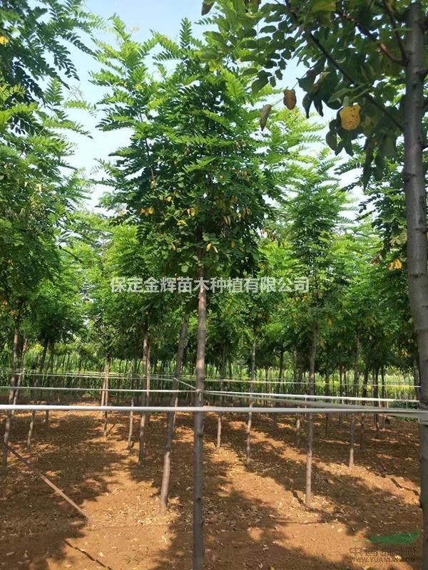 河北香花槐苗木種植產(chǎn)地-香花槐綠化工程苗木批發(fā)-紅花槐苗木