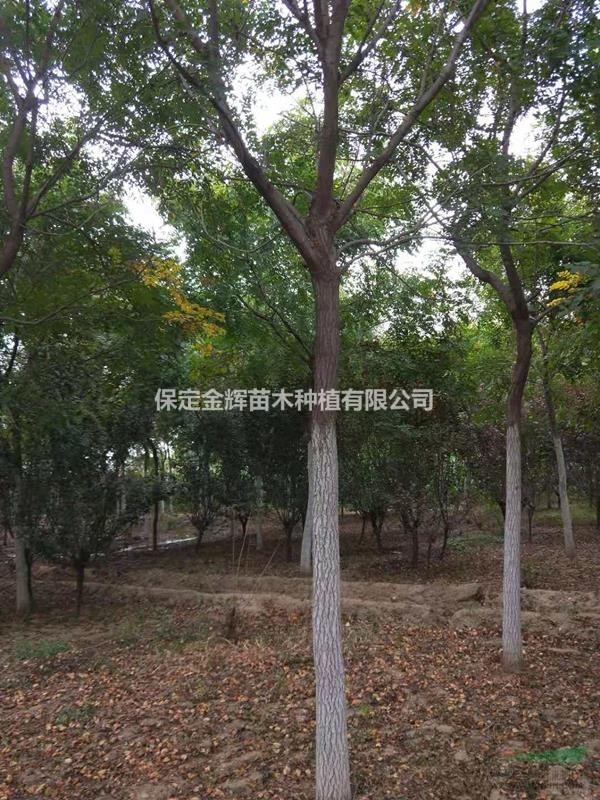 北京欒苗木批發(fā)-北京欒基地-北京欒價(jià)格