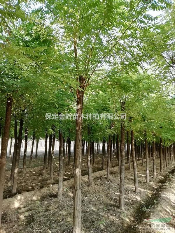 保定刺槐苗木河北刺槐苗木供貨商刺槐苗木基地哪里多