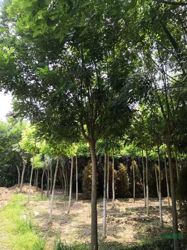 河南國槐3公分4，5，8公分9，10，12價格，行情