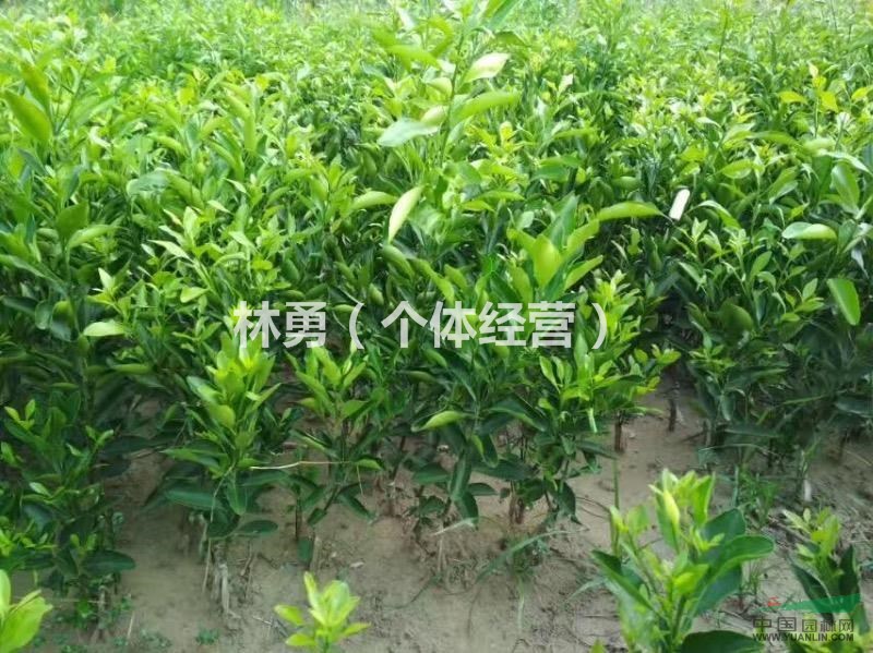 四川省資陽(yáng)市出售各種香橙嫁接苗