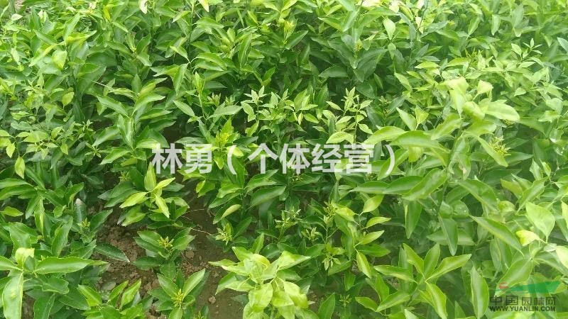 四川省資陽市出售各種香橙嫁接苗