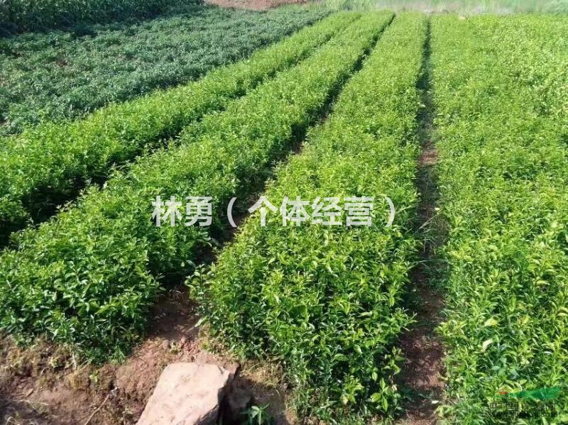 四川省資陽市出售各種香橙嫁接苗