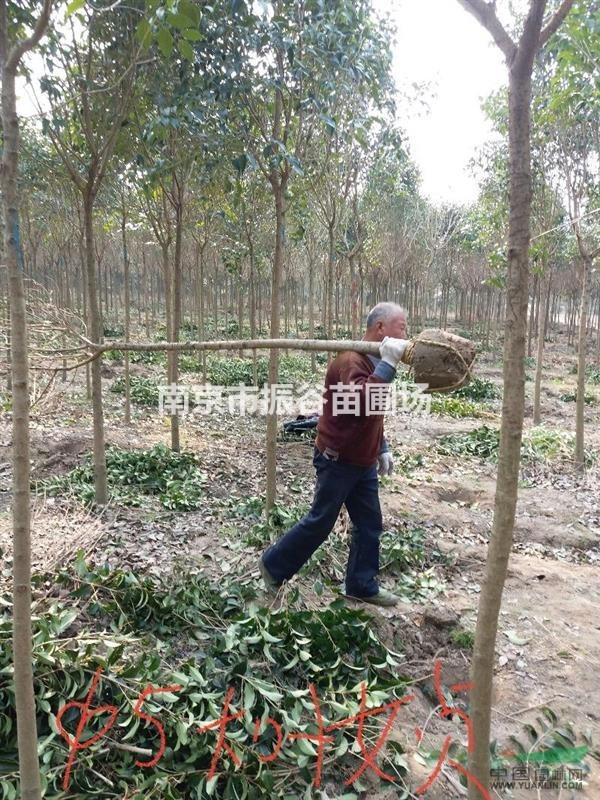 江蘇地區(qū)供應(yīng)4-8公分大葉女貞