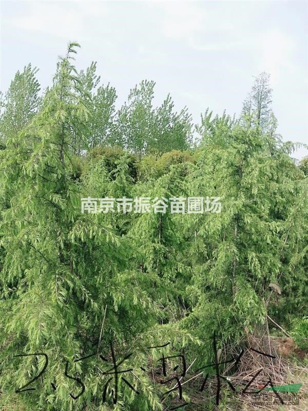 江蘇地區(qū)供應(yīng)1-10米籽播雪松
