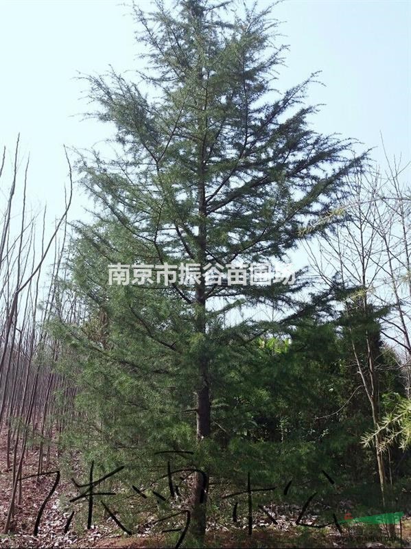 江蘇地區(qū)供應(yīng)1-10米籽播雪松