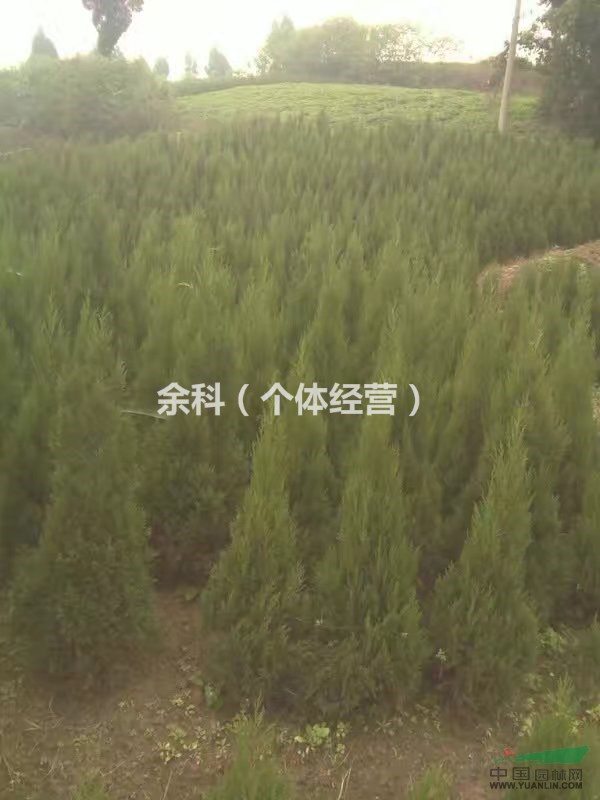 快快快  哪里需要塔柏的