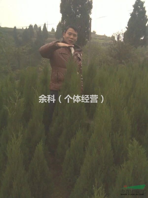 快快快  哪里需要塔柏的
