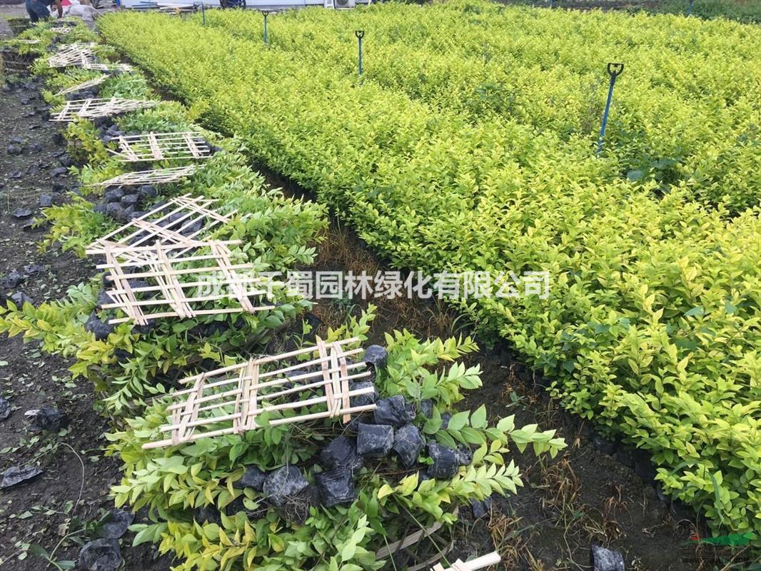 金葉女貞小苗種植基地.2017最新金葉女貞報價