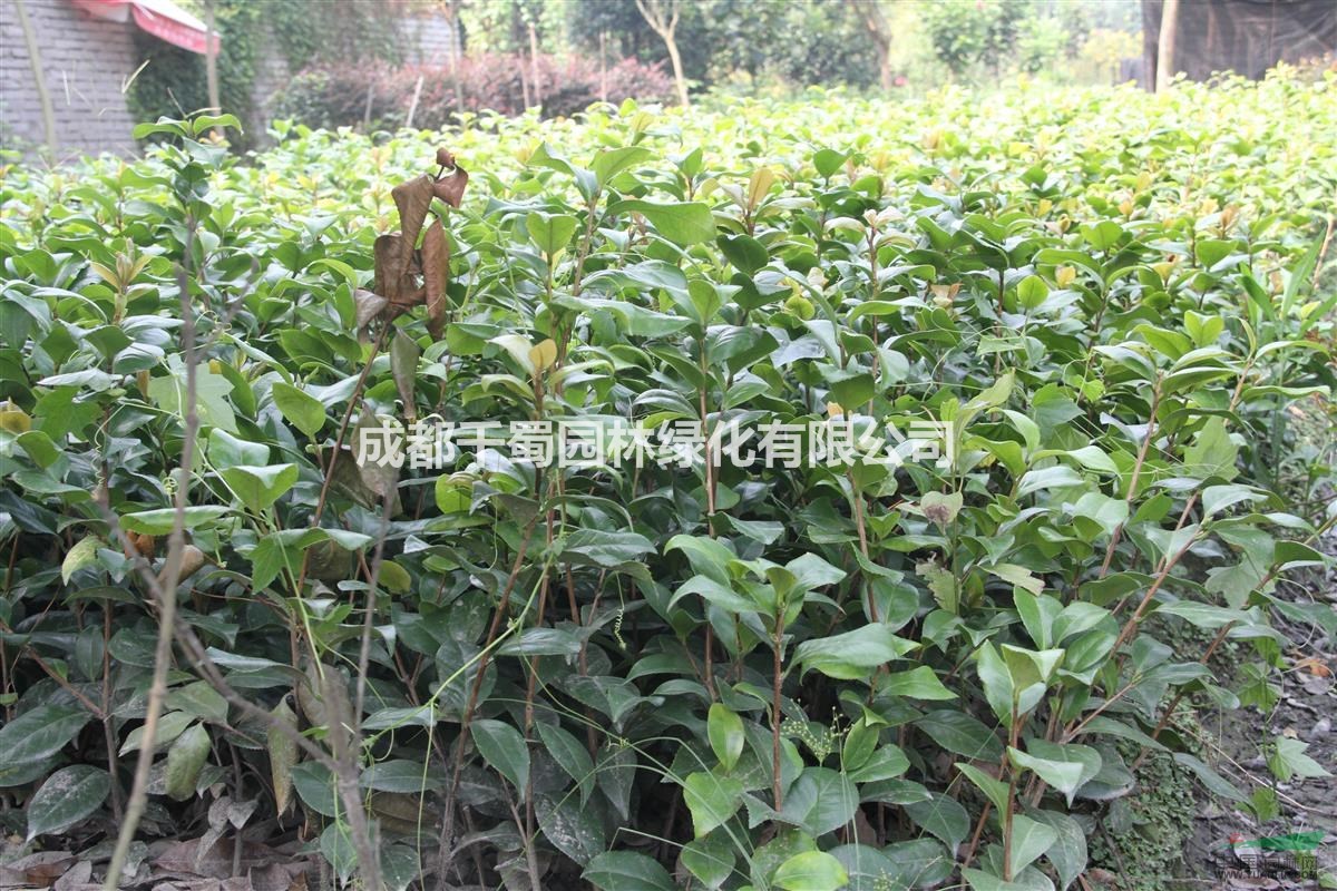 茶梅苗子.茶梅球供應(yīng).茶梅種植基地.買茶梅苗子到四川成都千蜀
