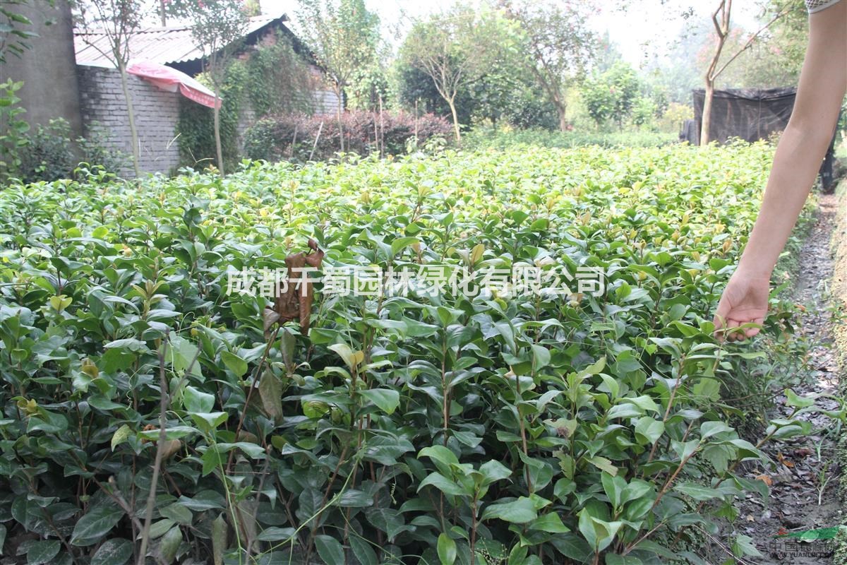 茶梅苗子.茶梅球供應(yīng).茶梅種植基地.買茶梅苗子到四川成都千蜀