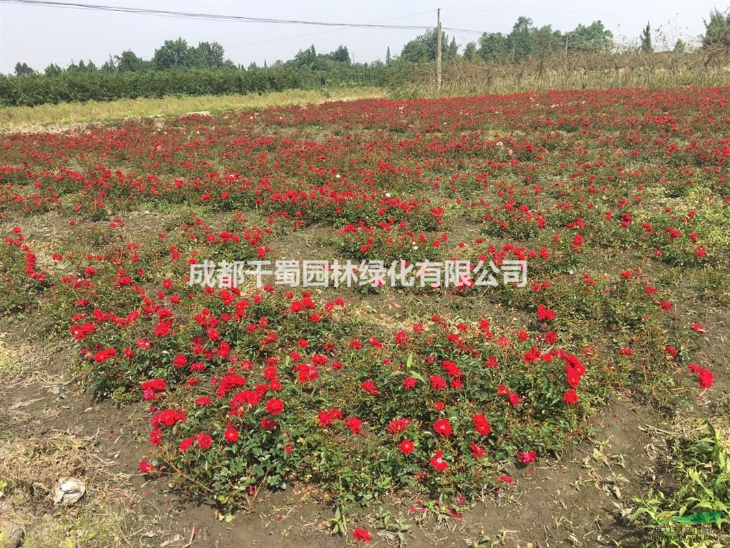 月季種植基地.買月季到四川成都千蜀園林，規(guī)格齊全的月季