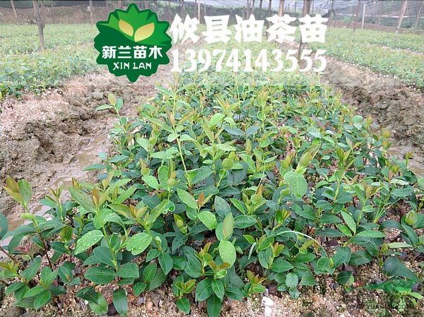 良種油茶小苗