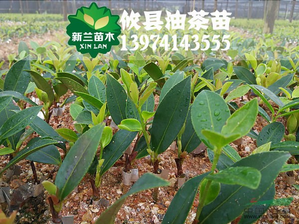 良種油茶小苗